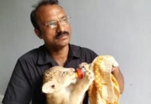 सुंदरी- एक अनाथ शेर ‘पुत्री’