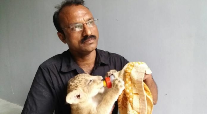 सुंदरी- एक अनाथ शेर ‘पुत्री’