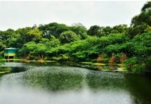 दास्तान-ए- प्रवासी परिंदे