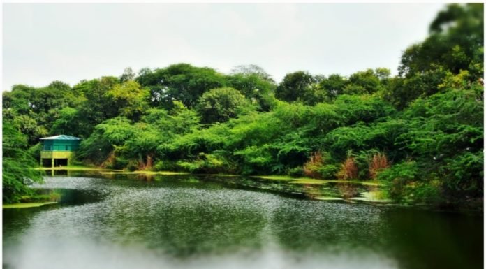 दास्तान-ए- प्रवासी परिंदे