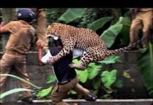 तेंदुए से खतरनाक मुठभेड़