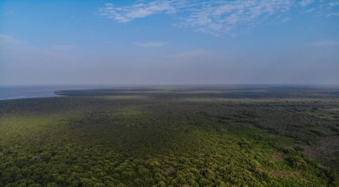 कोरिंगा वाइल्ड लाइफ सेंचुरी – दक्षिण का सुंदरवन