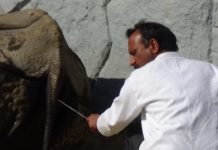 मेरा संघर्ष- एक गैंडे की आत्मकथा