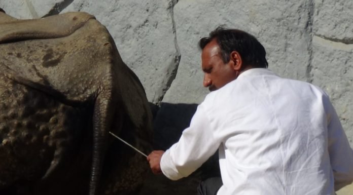 मेरा संघर्ष- एक गैंडे की आत्मकथा