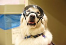 Engineering students sets up welfare Cell for stray dogs in the campus