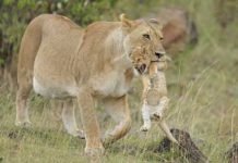 सुन्दरी की कृतज्ञता-शेरनी के निष्छल प्रेम की सत्य कथा
