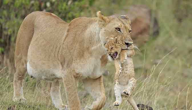 सुन्दरी की कृतज्ञता-शेरनी के निष्छल प्रेम की सत्य कथा