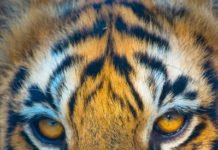 मैं आदमखोर नहीं बनना चाहता था-एक बाघ की सत्य आपबीती