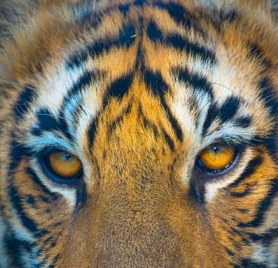 मैं आदमखोर नहीं बनना चाहता था-एक बाघ की सत्य आपबीती