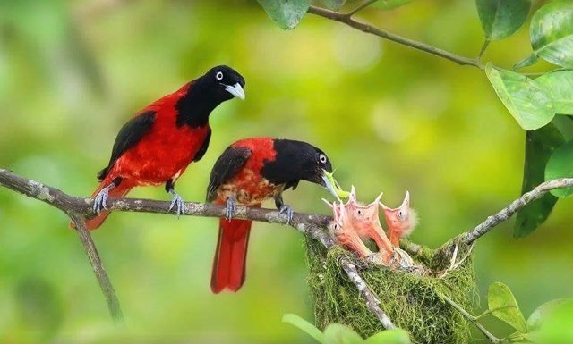 Saffron winged bat in Dudhwa Nationl Forest