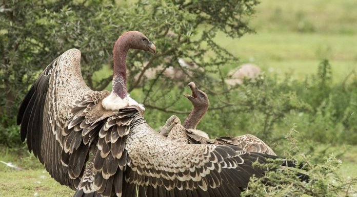 Raptors’ Restaurant: novel project to save Vultures Buried