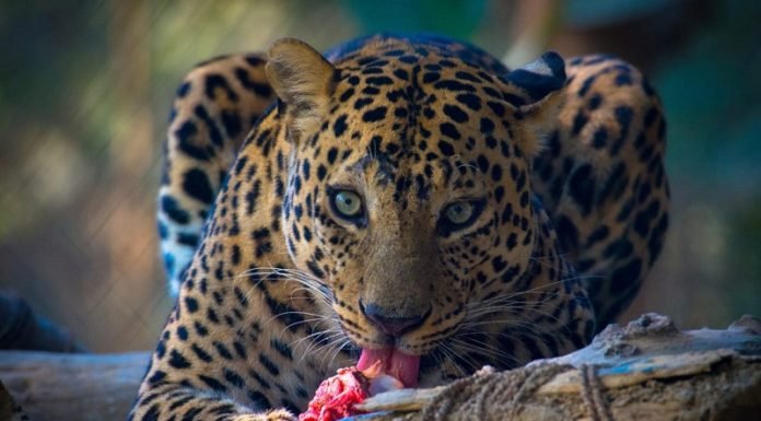 लेपर्ड रेस्क्यू: वह खौफनाक मंज़र