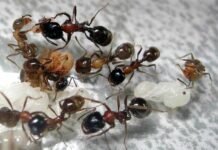 विलक्षण जीव : चींटियाँ