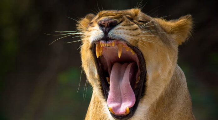 मैजेस्टिक लॉयन्स ऑफ सासण गिर -बब्बर शेरों का रोमांचक संसार