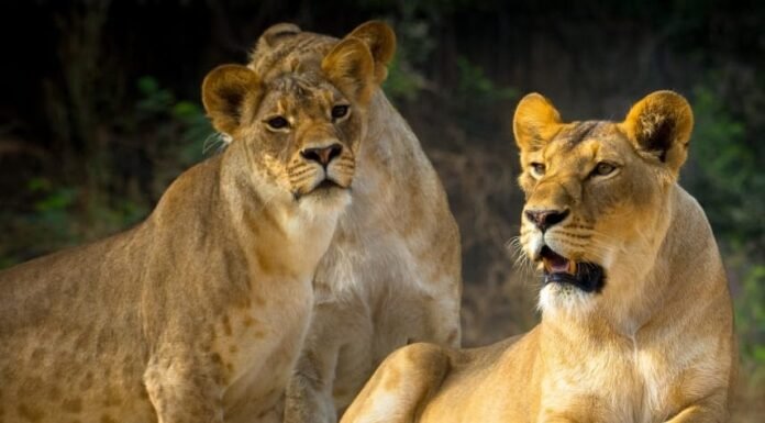 एक रात बब्बर शेरों के साथ