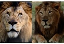 मपोगो ब्रदर्स-अफ्रीका की धरती को लहूलुहान कर देने वाले बब्बर शेर