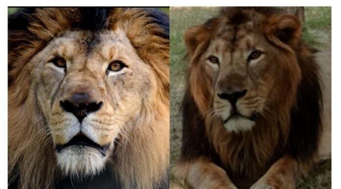 मपोगो ब्रदर्स-अफ्रीका की धरती को लहूलुहान कर देने वाले बब्बर शेर