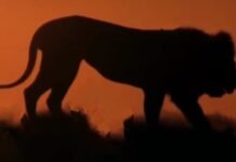 द लीजेंड ऑफ लॉयन काली-बब्बर शेरों की दुनिया का चाणक्य