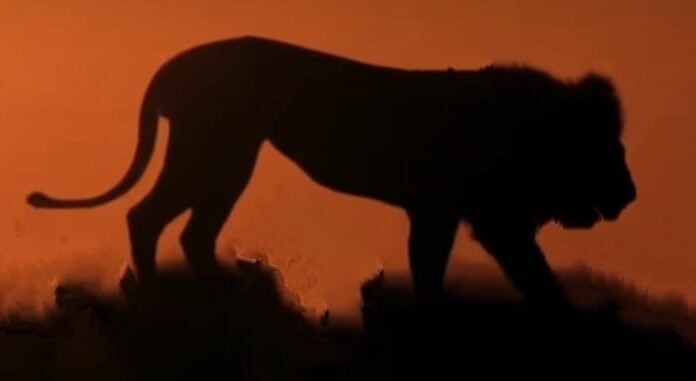 द लीजेंड ऑफ लॉयन काली-बब्बर शेरों की दुनिया का चाणक्य