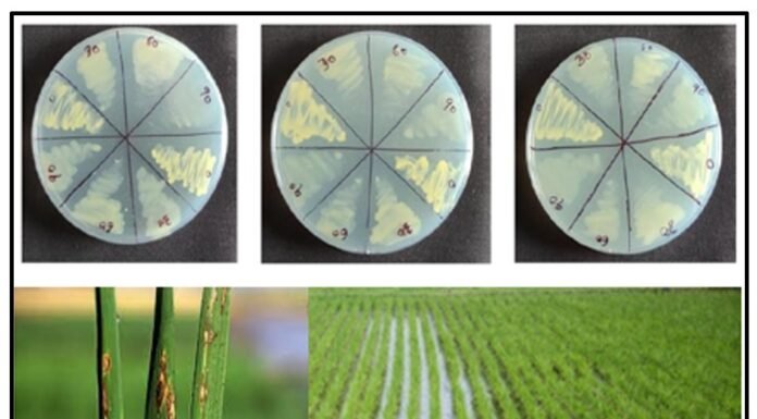 IIT Kanpur develops Novel Nanoparticles for disease and rice crop protection