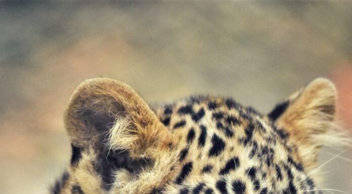 ऑपरेशन ‘पल्लव’- पल्लवपुरम का तेंदुआ