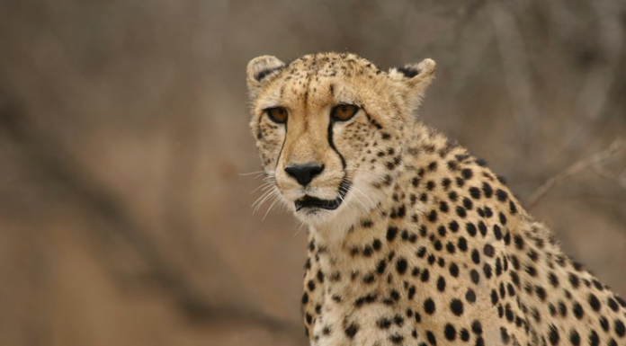 CHEETAH- REINTRODUCTION OF ‘THE APEX PREDATOR’ IN INDIA’