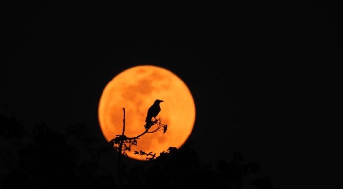 नैसर्गिक सौंदर्य और प्रकृति की छांव में सुकुन के दो पल