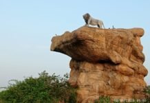 इटावा सफारी -बीहड़ों में गूंजती वनराज की गर्जना