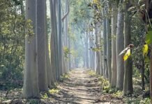 अमानगढ़ टाइगर रिजर्व -उत्तर प्रदेश का मिनी कॉर्बेट