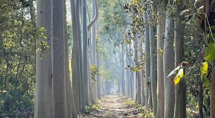 अमानगढ़ टाइगर रिजर्व -उत्तर प्रदेश का मिनी कॉर्बेट