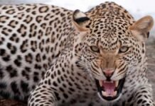 गुड मॉर्निंग सर, लेपर्ड ट्रांक्विलाइज़ड…..