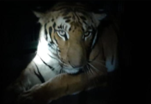 कॉलरवाली बाघिन-“समय की रेत पर पंजों के निशान