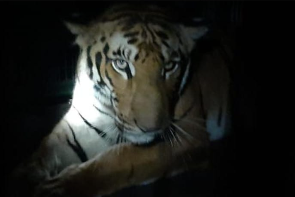 कॉलरवाली बाघिन-“समय की रेत पर पंजों के निशान